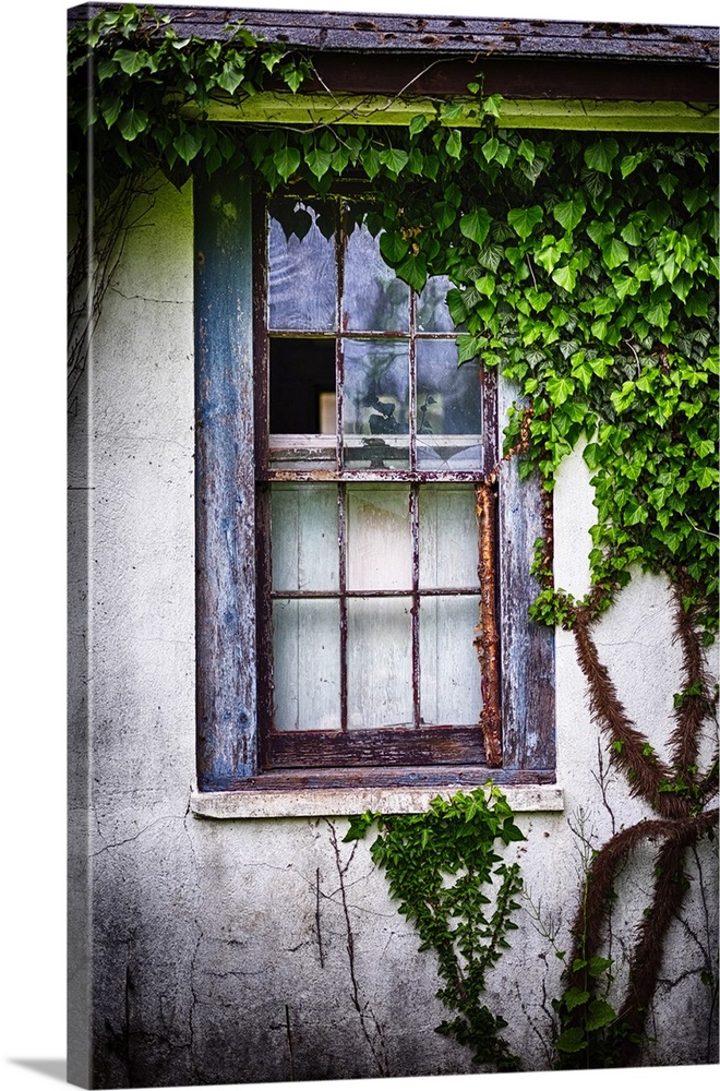 Close Up View of an Olds Weatherworn Window Overgrown With Ivy