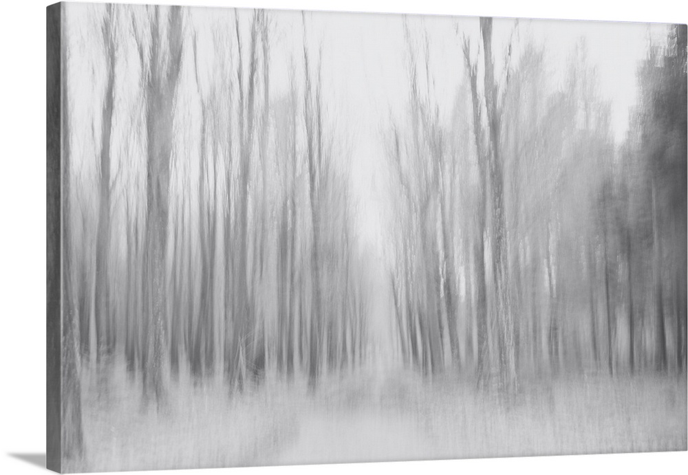 Artistically blurred photo. The silence of a pine forest on a gray winter day.