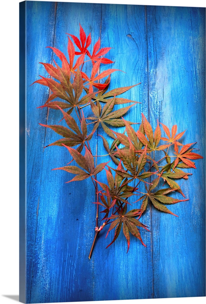 Photograph of green and red Japanese maple leaves on bright blue piece of wood.