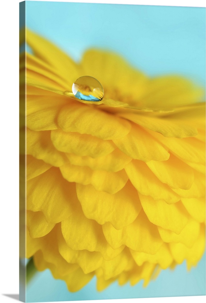 A macro photograph of a water droplet sitting on the edge of a yellow flower petal.