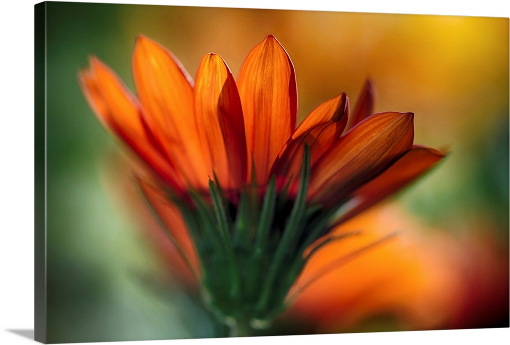 Large, landscape, close up photograph of a side view of an vibrant daisy, blooming in the sunlight, the background is a so...