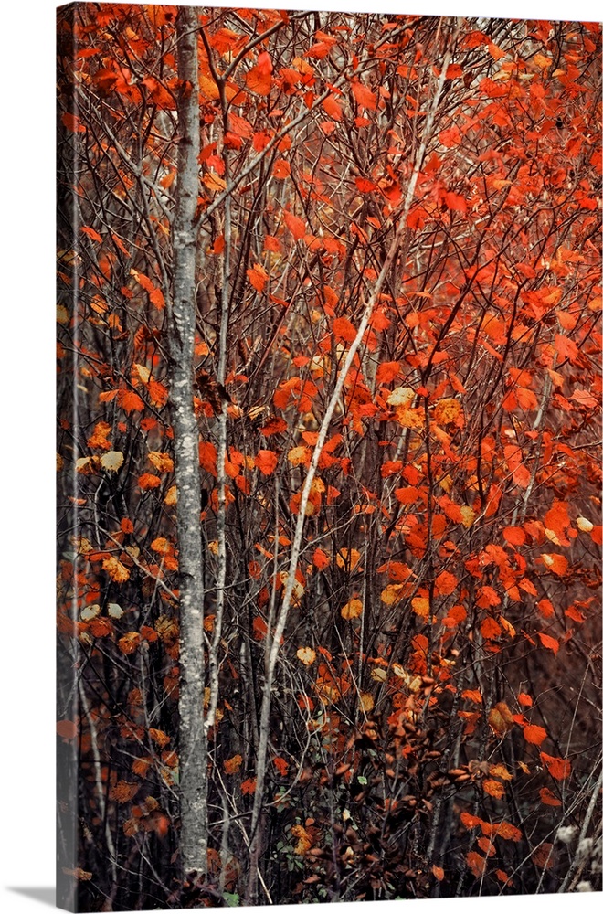 Fine art photo of a tree with a narrow trunk and several bright leaves in the fall.