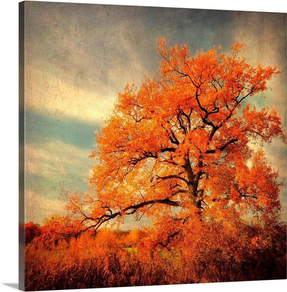 Fine art photography of a lone brilliant order leaf tree standing in the high grass of a field.