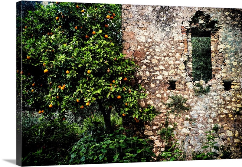 Orange Tree Wall Art, Canvas Prints, Framed Prints, Wall Peels Great