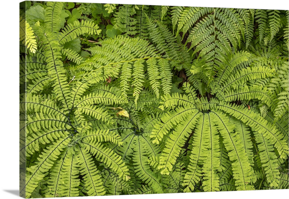 Maidenhair fern (genus Adiantum), Columbia River Gorge, Oregon, USA.
