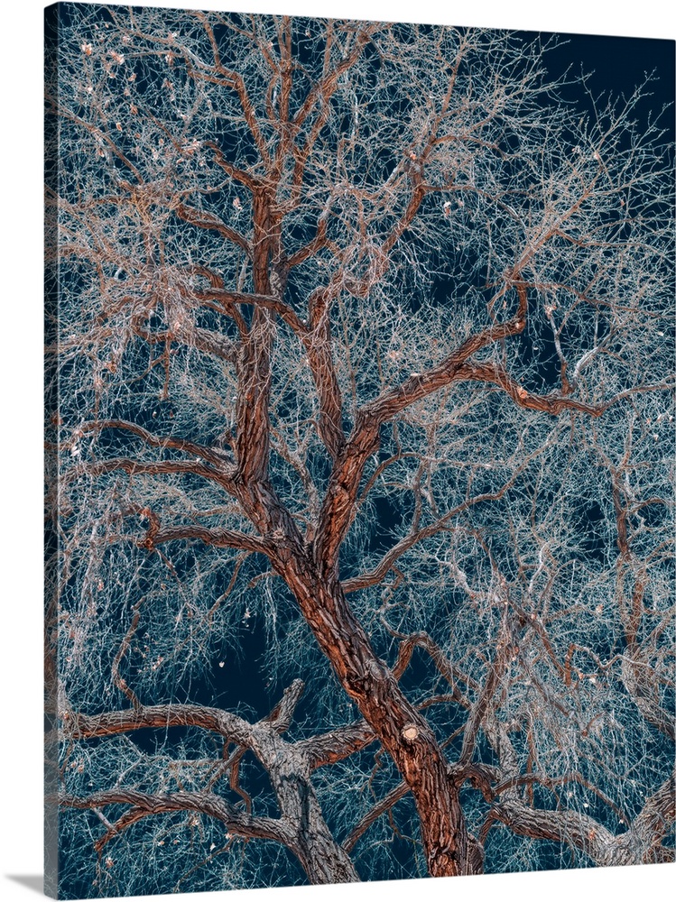 A tree with icy branches in the winter.