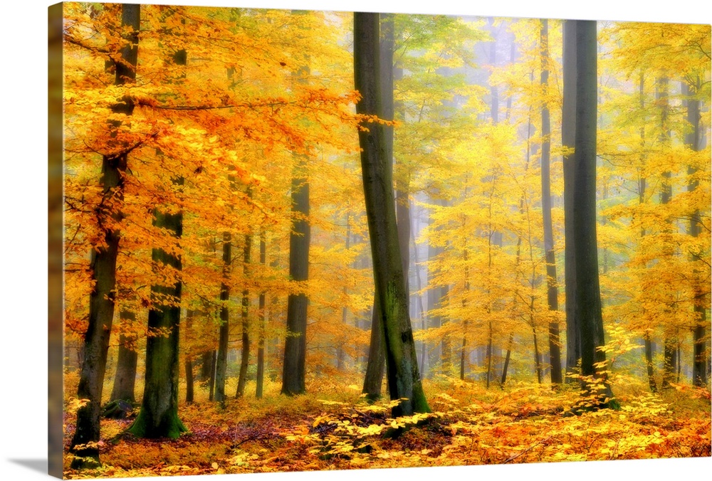 Soft focus fine art photograph of a forest with tall trees covered in Fall colored bright yellow leaves glowing in the sun.