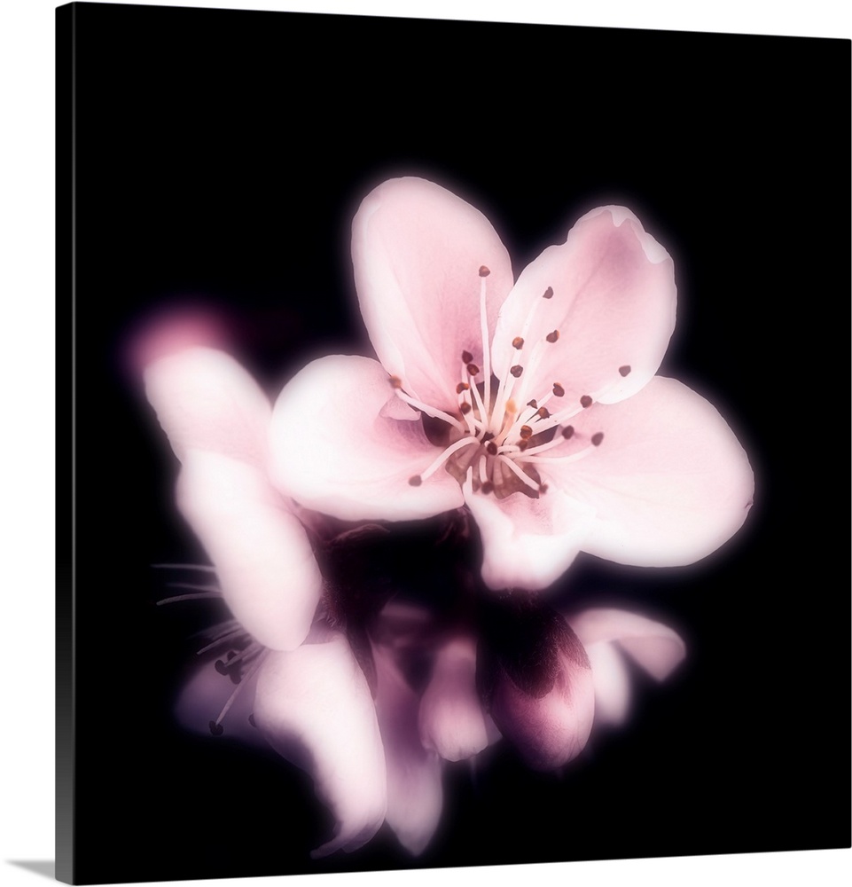 Cherry blossom close-up on black background