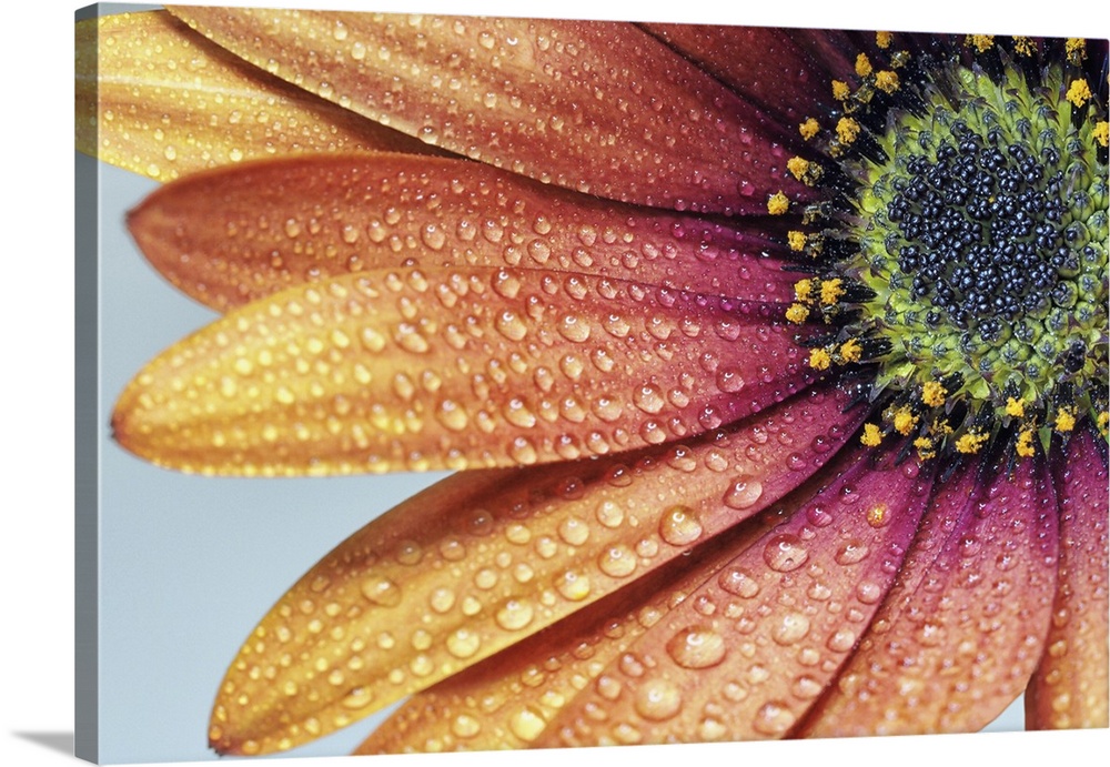 Close-up of an African daisy with water drops.