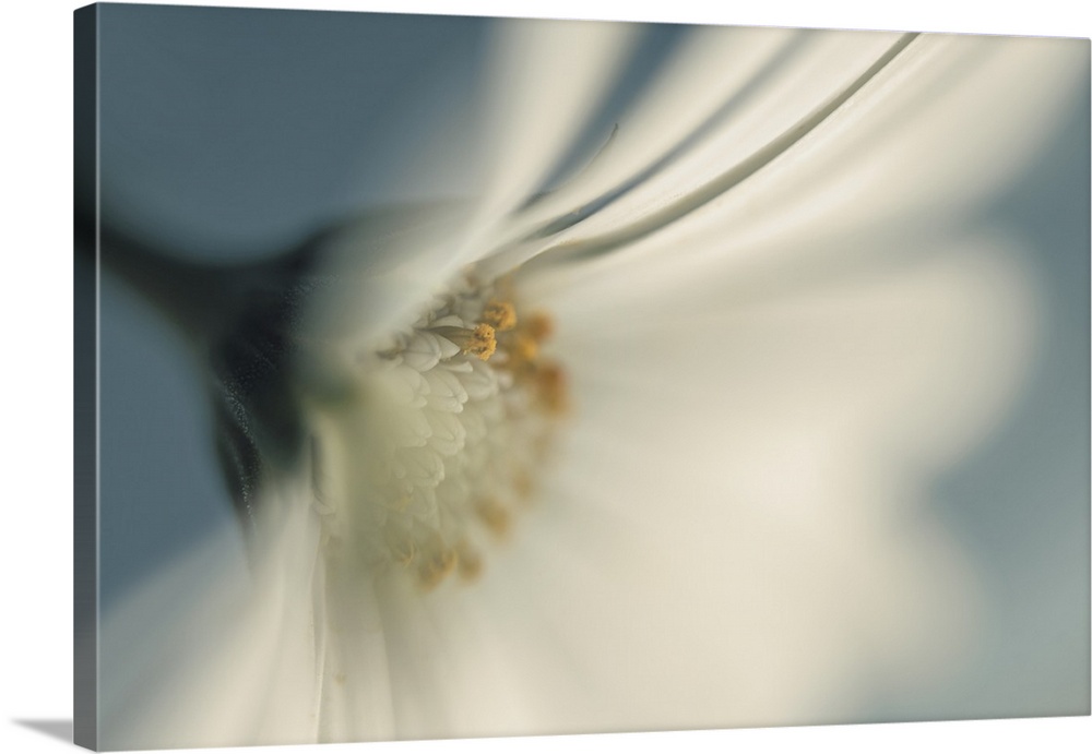 Close-up of a Daisy.