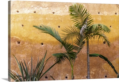 Palm Trees, Morocco