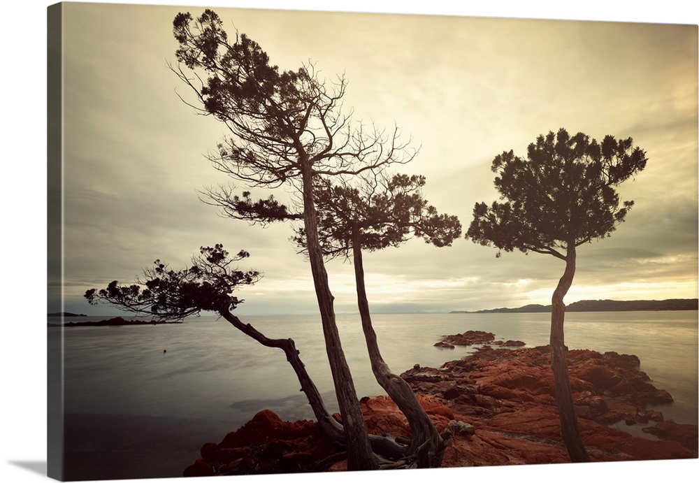 Trees on a famous beach in Corsica