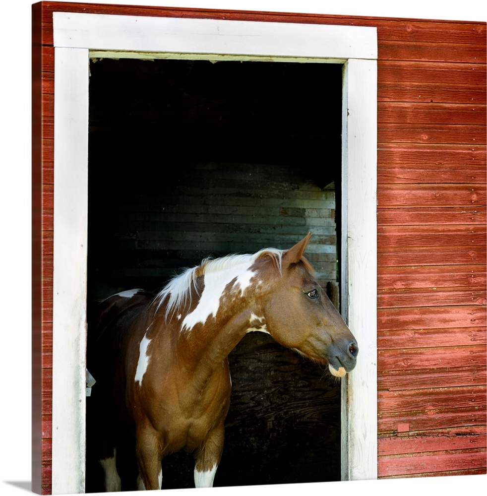 A horse stands in the doorway of a red barn.