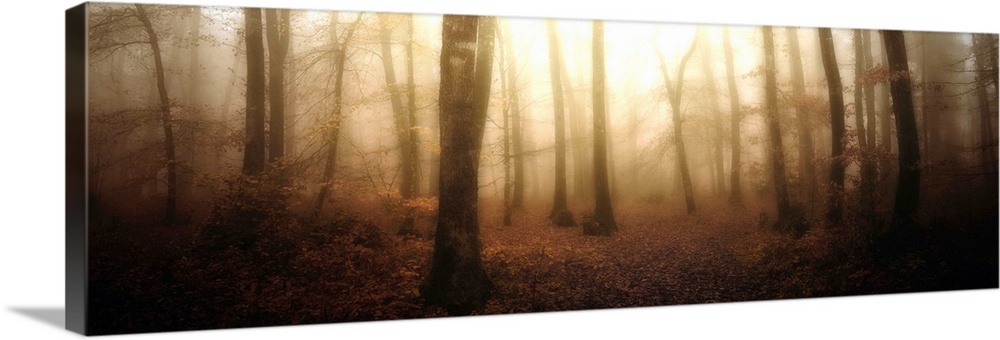 A misty and ethereal forest of young, thin trees glows in the morning light. This panoramic photograph has high contrast a...