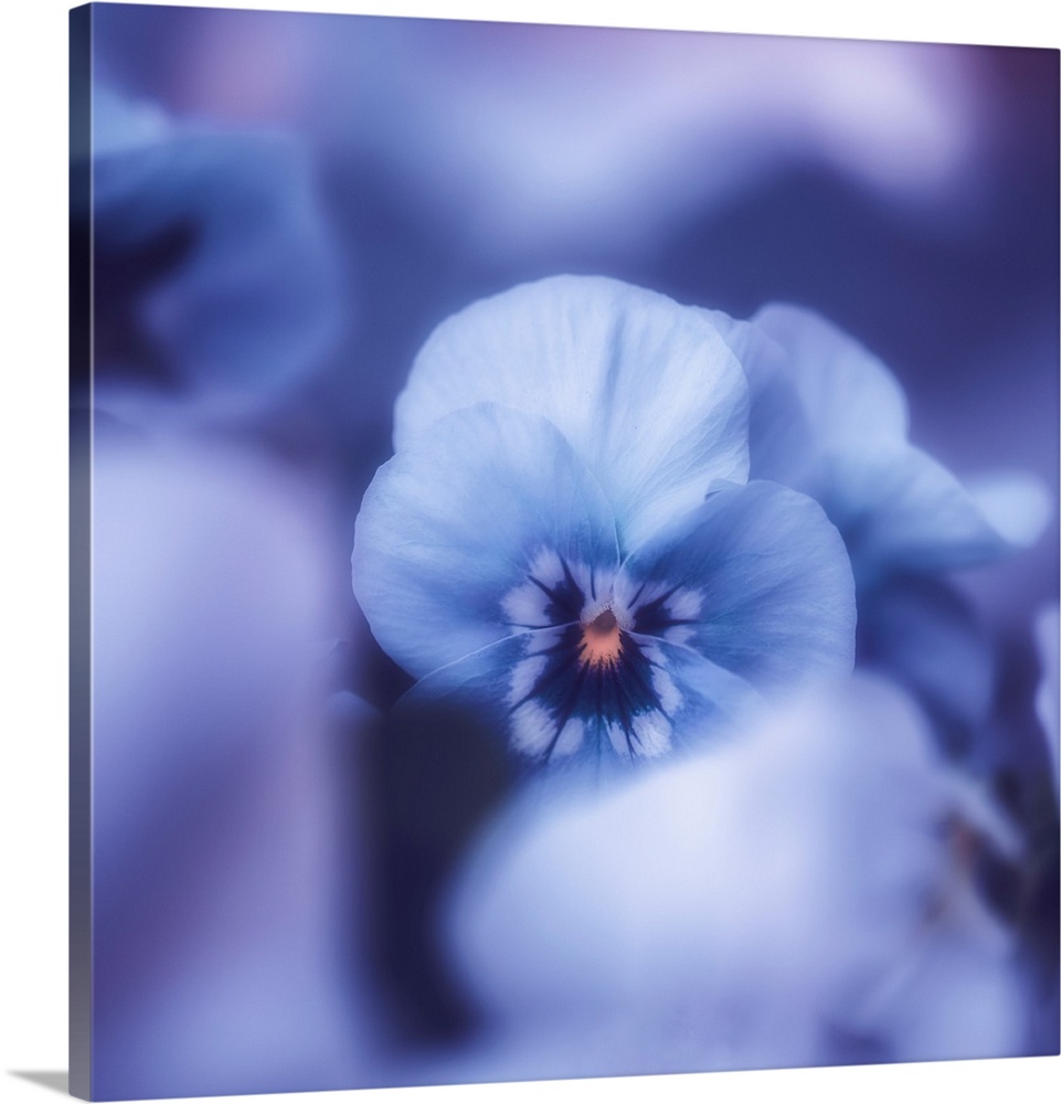 A delicate blue flower is in sharp focus against a dreamy, blurry background, creating a serene and ethereal atmosphere. T...