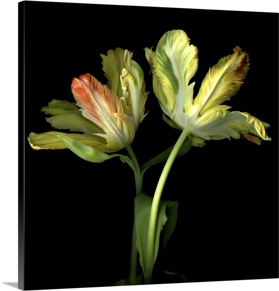 Dramatic parrot tulips