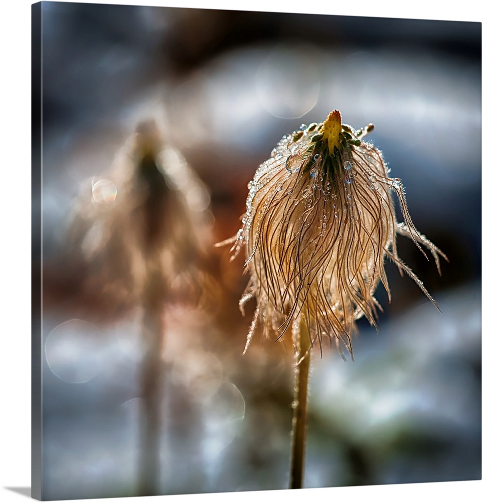 Closeup of the seed head of a Pasque flower covered in dew drops, in the snow, in the mountains of British Columbia, Canad...
