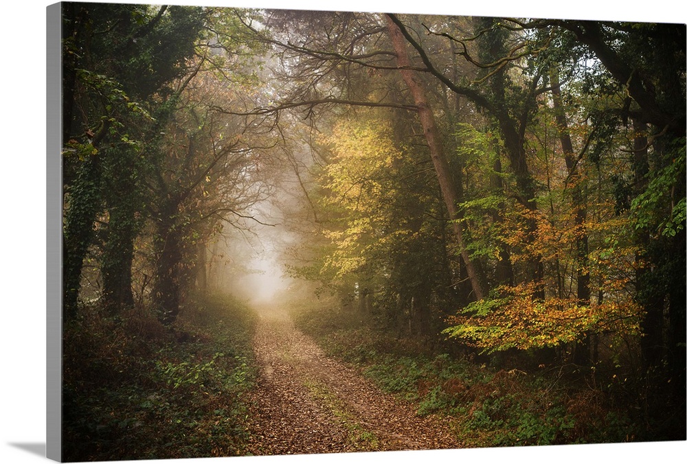 Foggy path in a dense forest in fall colors.