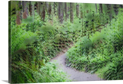 Path Through Forest III