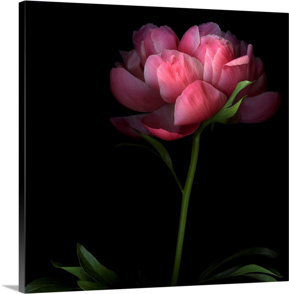 Peony Wall Art, Canvas Prints, Framed Prints, Wall Peels Great Big Canvas