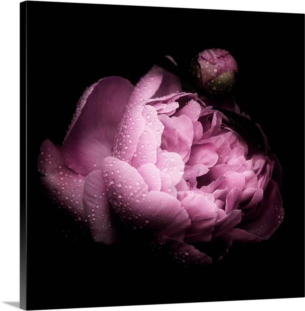 Square image of a pink peony covered in small water droplets on a dark background.