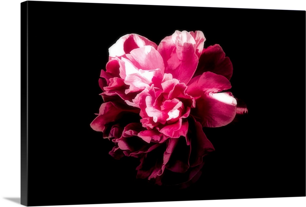 Close-up peony on a black background with a drawing effect