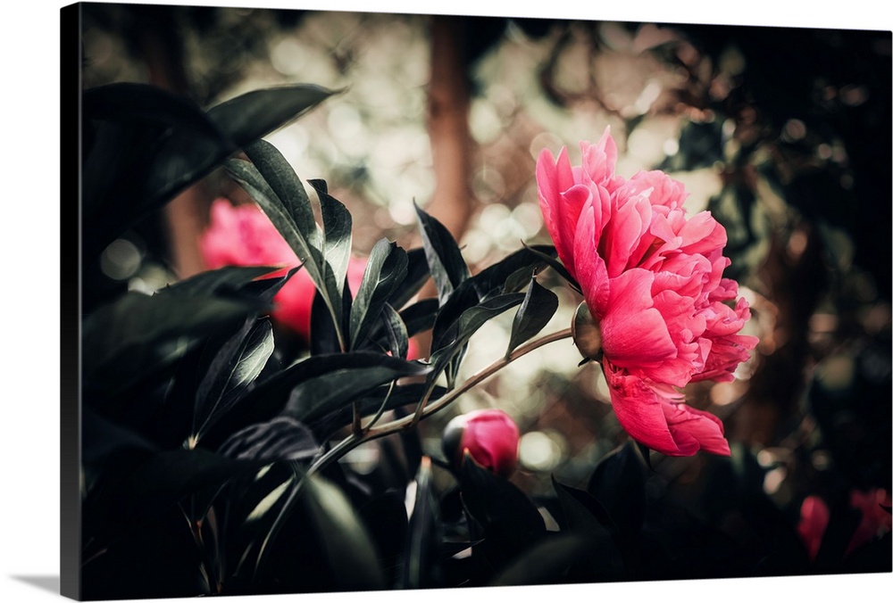 Peony with a bokeh effect