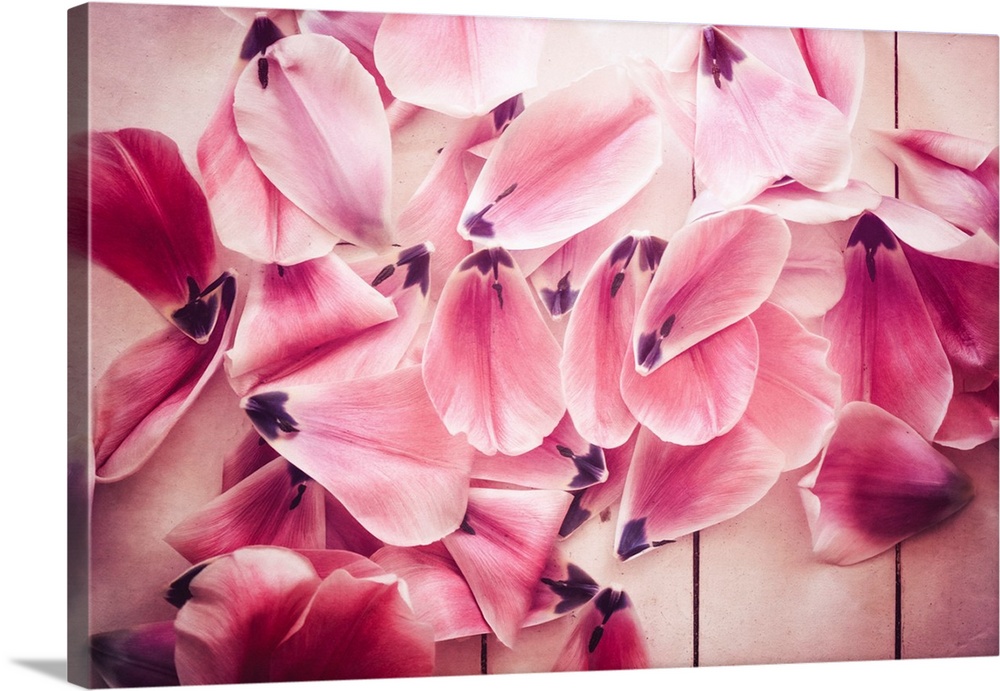 Tulip petals on the ground