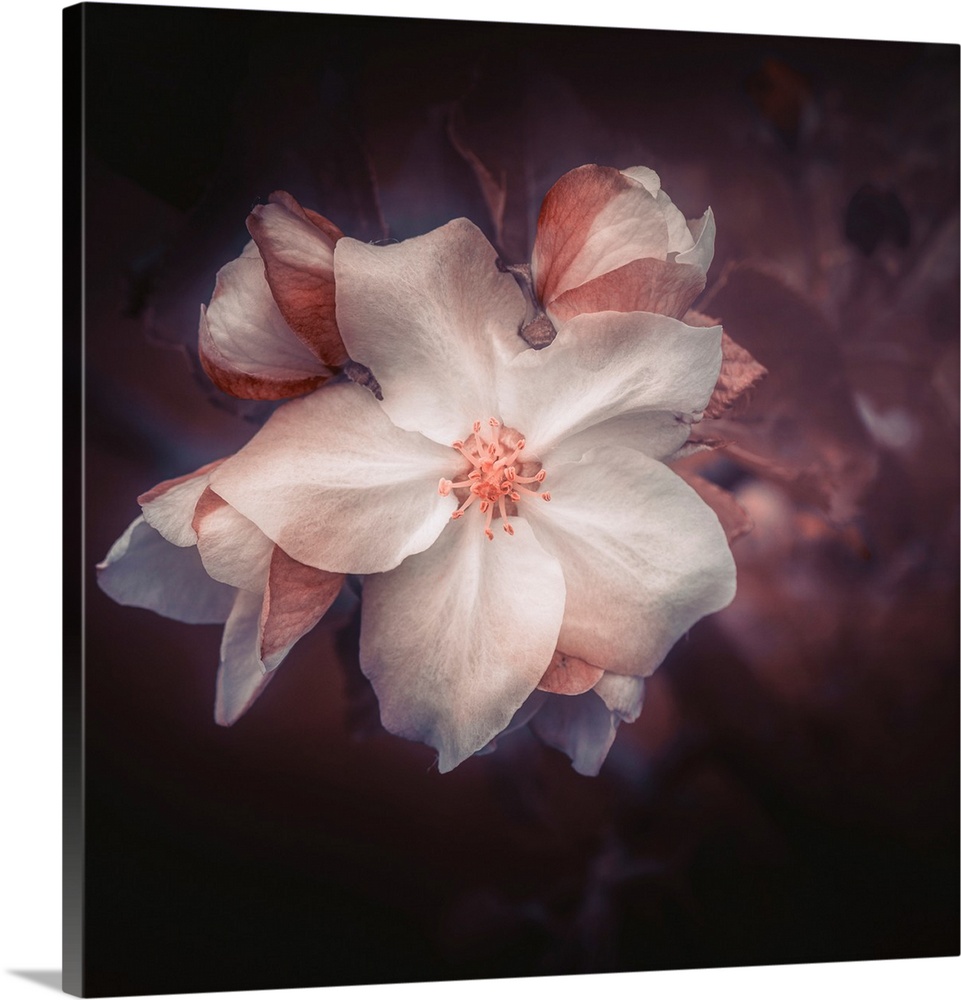 Close-up of a delicate apple blossom in spring with a vintage atmosphere.