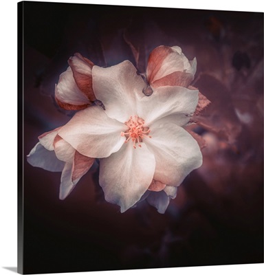 Photographic Study Of Apple Blossoms #12