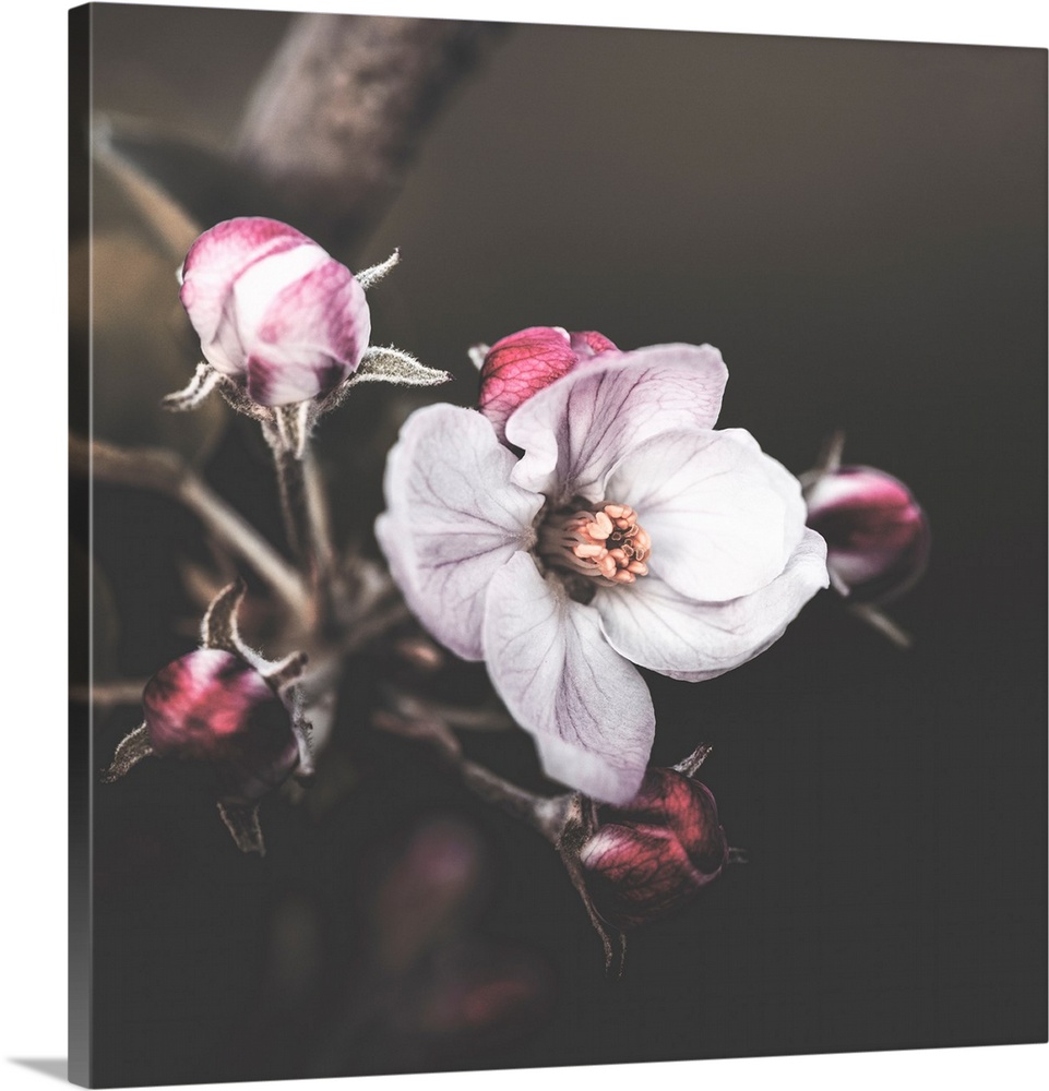 Close-up of a delicate apple blossom in spring with a vintage atmosphere.