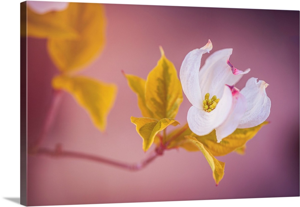 Dogwood Delicate white petals of a flower stand out against a soft, purple-pink background, surrounded by vibrant yellow-g...