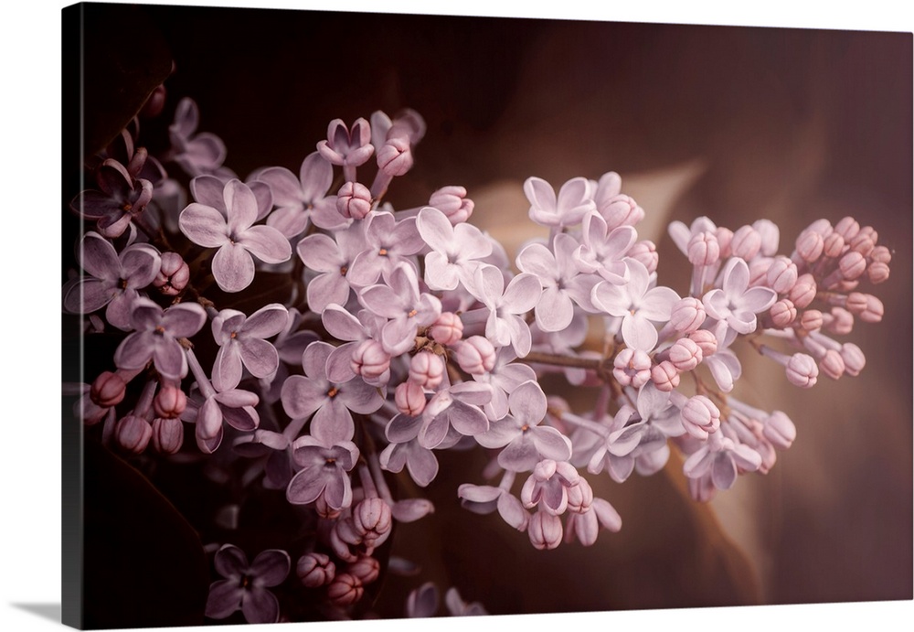 A cluster of delicate lilac flowers blooms against a soft, moody background. The subtle hues of purple add a gentle touch ...