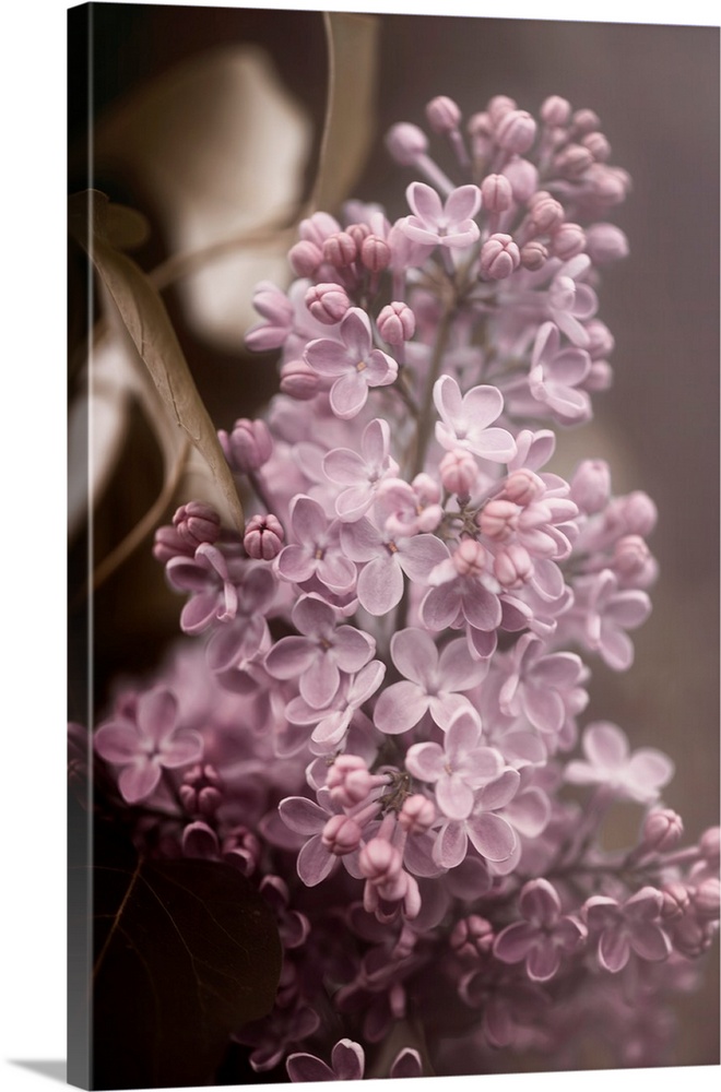 A branch of lilac stands out against a blurred gold background.