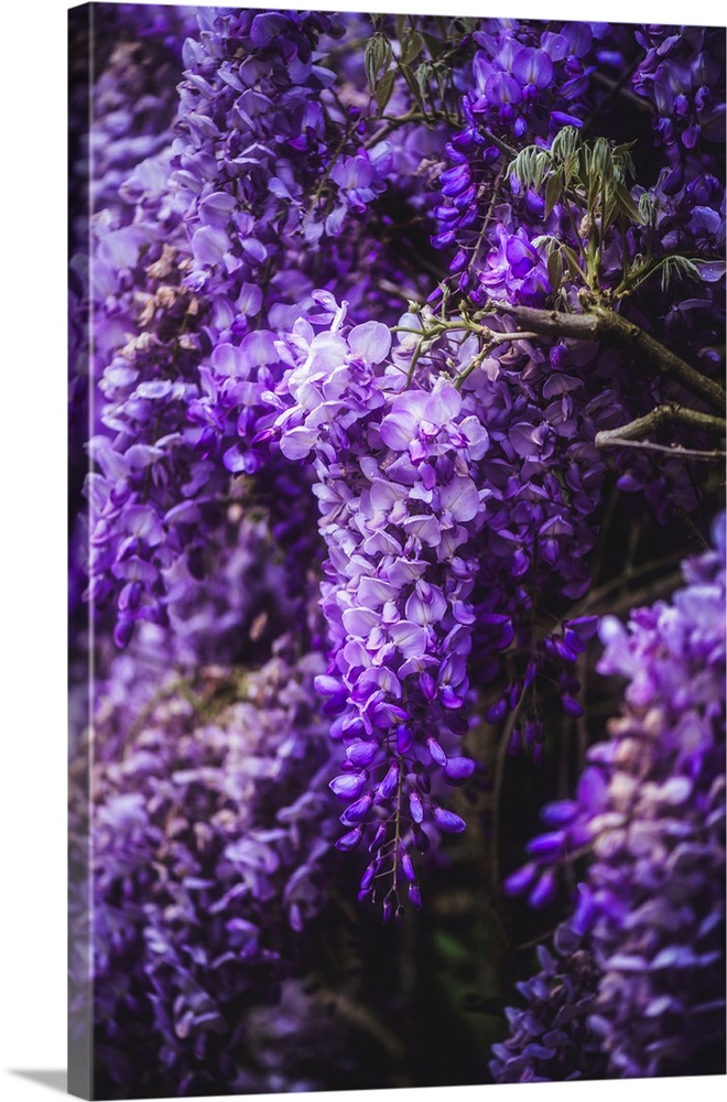 Purple wisteria in bloom