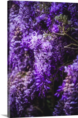 Photographic Study Of Wisteria #1