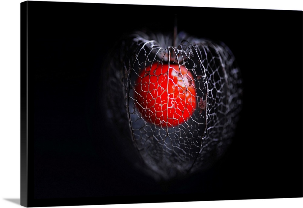 Physalis close-up and on a black background