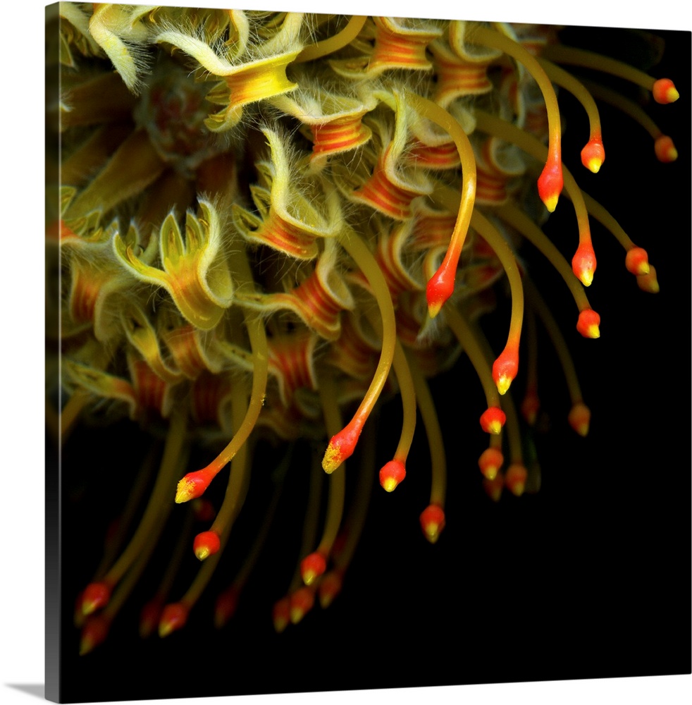 Close-up of a pinchusion protea.