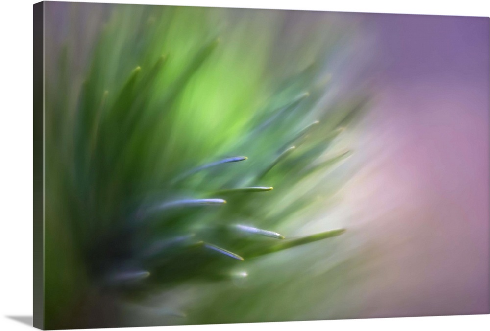 Pastel macro image of pine needles.
