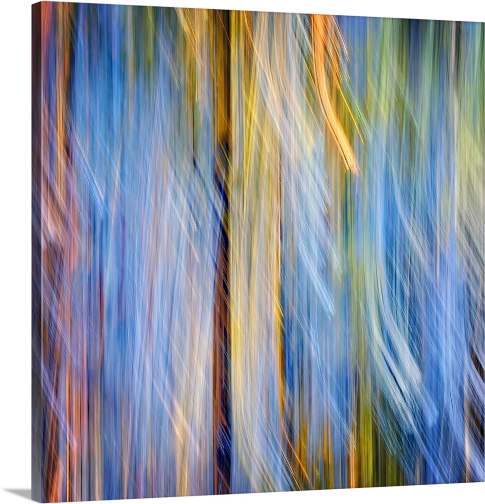 Abstract blurred motion image in yellow and blue of a forest of pine trees.