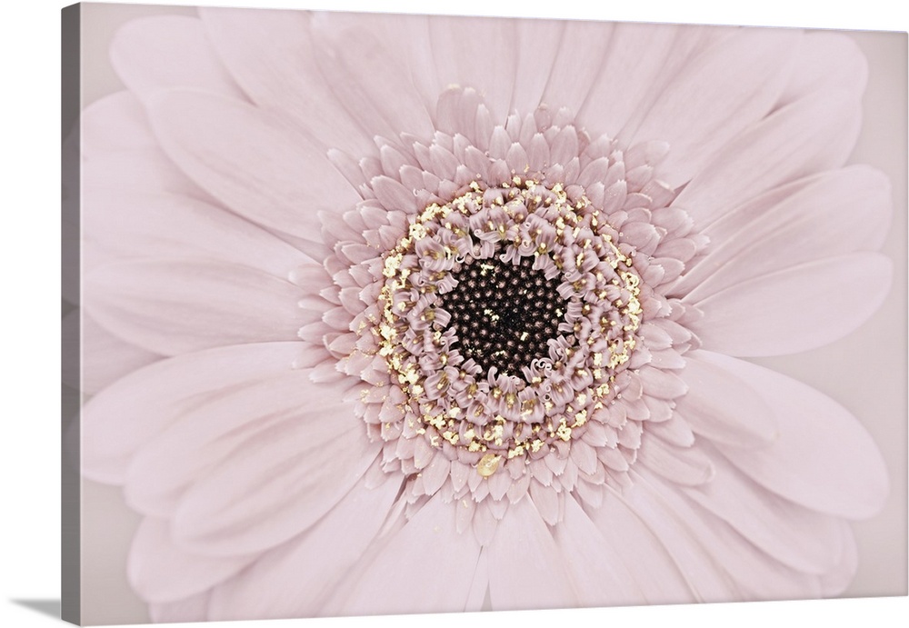 A close-up of a Gerbera.