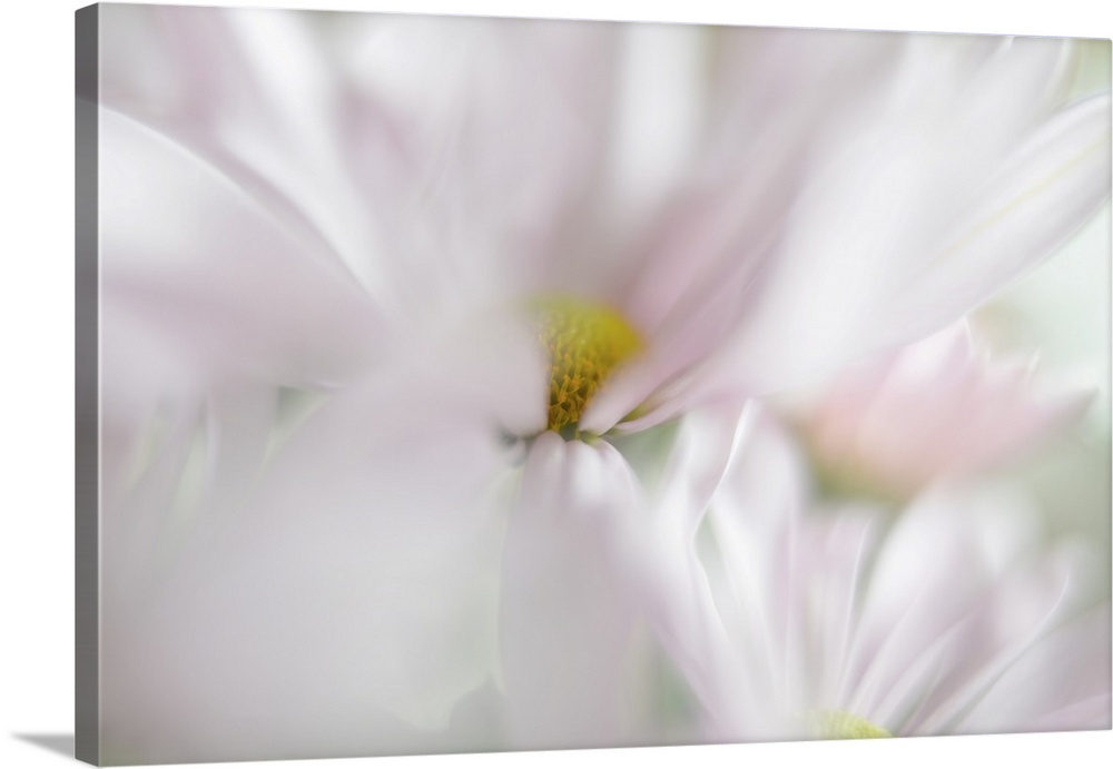 A soft image with shallow depth of field of blooming pink flowers.