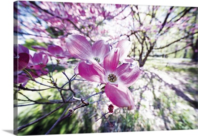 Pink Cornus Flower Bloom Explosion