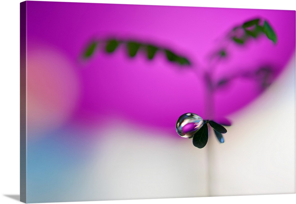 A droplet of water balancing on the edge of a small leaf, with a magenta background.