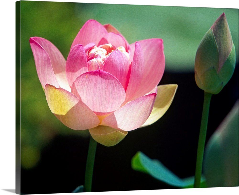 Big canvas print of a flower blooming next to one that is still enclosed in a flower bud.