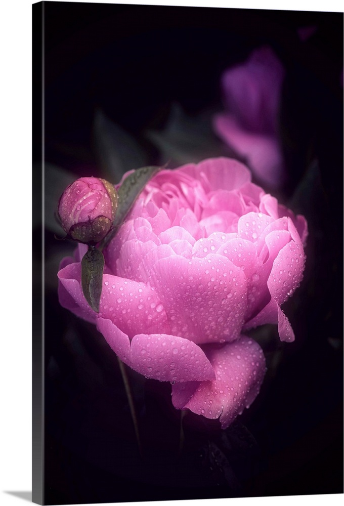 Dreamlike photograph of a bright pink peony covered in water droplets with a dark background.