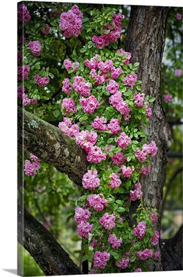 Pink Roses Climbed Onto A Tree