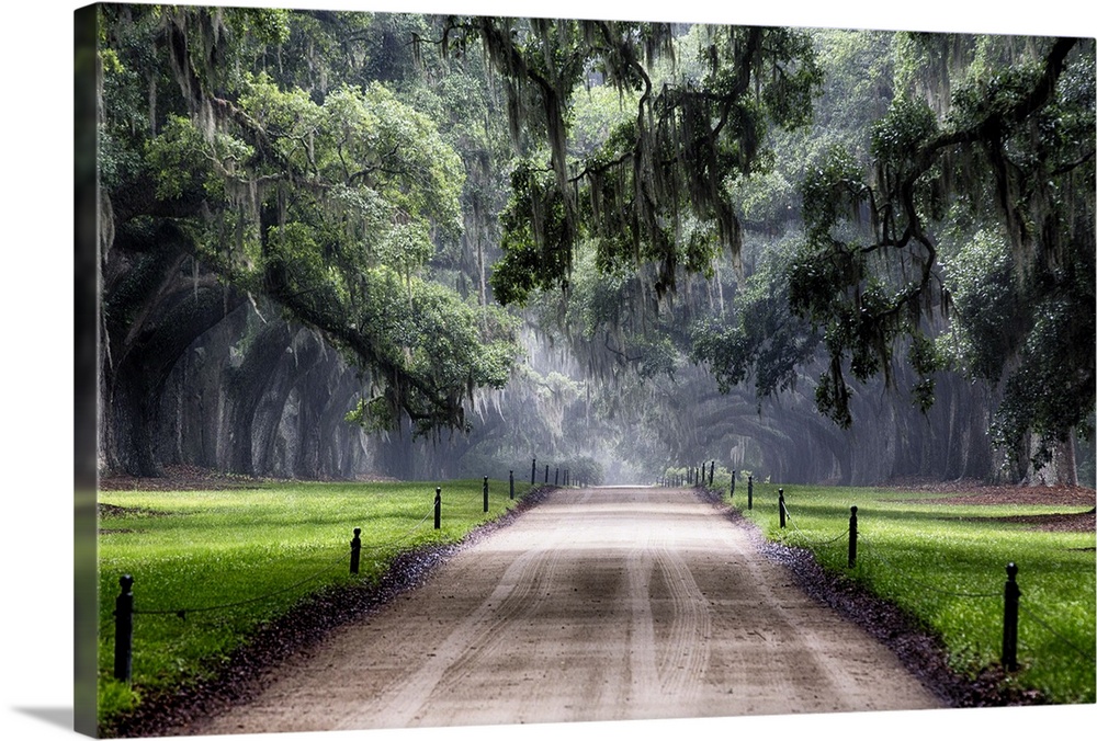 Oak Trees Branching Over a Country Road, Avenue of Oaks, Boone Hall