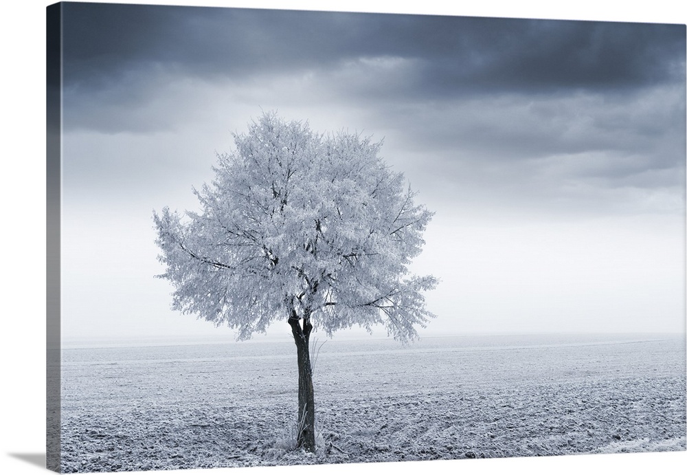 Photograph of a single tree in a frozen field.