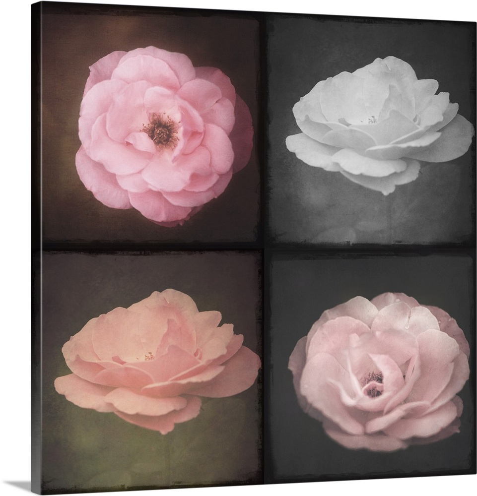 Photo Montage of four roses close up